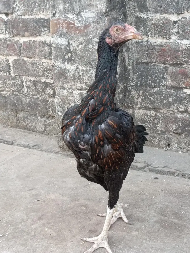 Breeder Female — photo 3