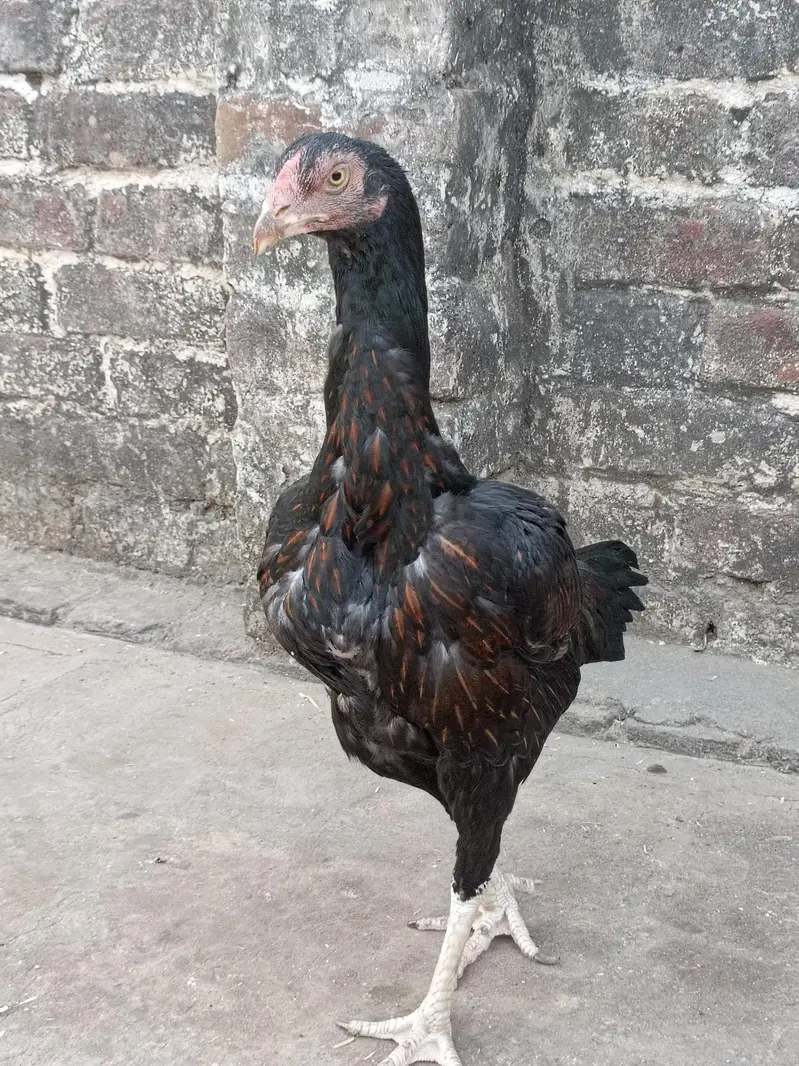 Breeder Female — photo 4
