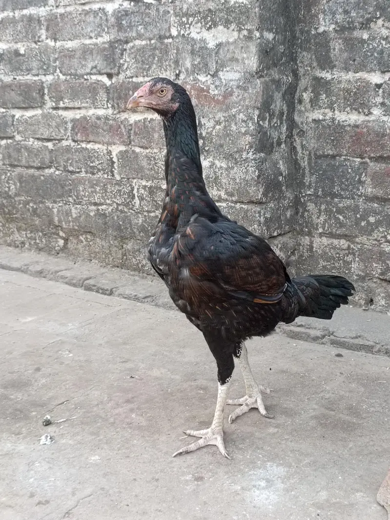 Breeder Female — photo 5