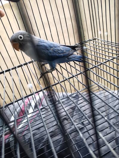 Violet fishery split ino age 4 Month