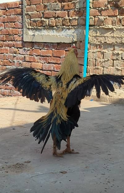 Healty active Breader java murga for sale