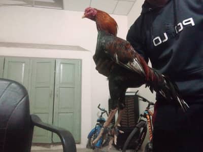 urgent sale Beautiful aseel breeder