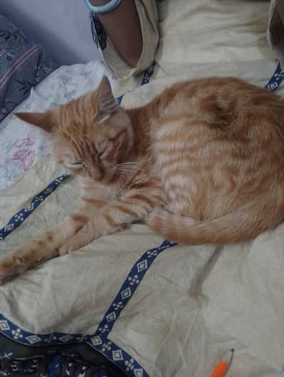 Persian cat for sale