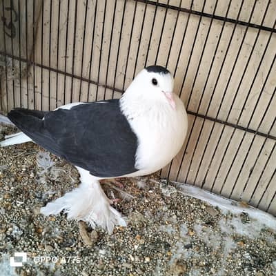 piegon for sale