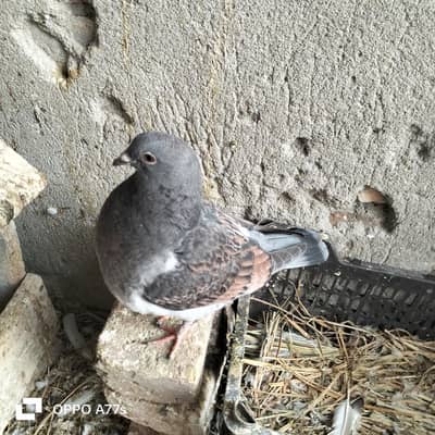 differents piegon for sale