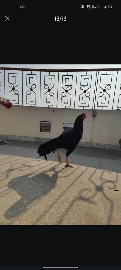 mianwali Murga or shijri murgia