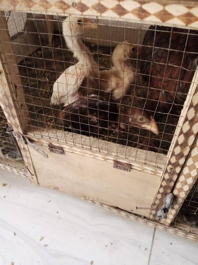 Aseel mian wale nasal ke choze