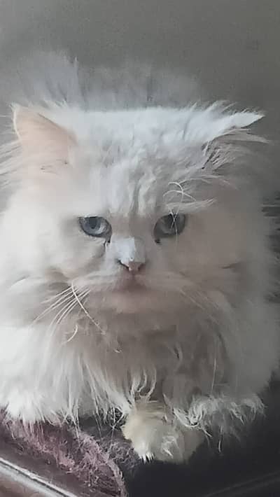 Persian Cat|Triple long coat|Punch Face|Blue Eyes available for Breed