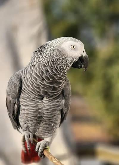 gray parrot
