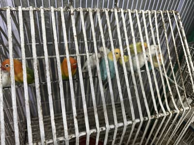 Lovebirds mix mutation