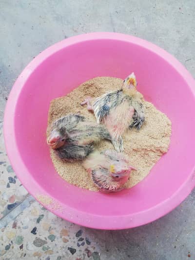 cockatiel chicks