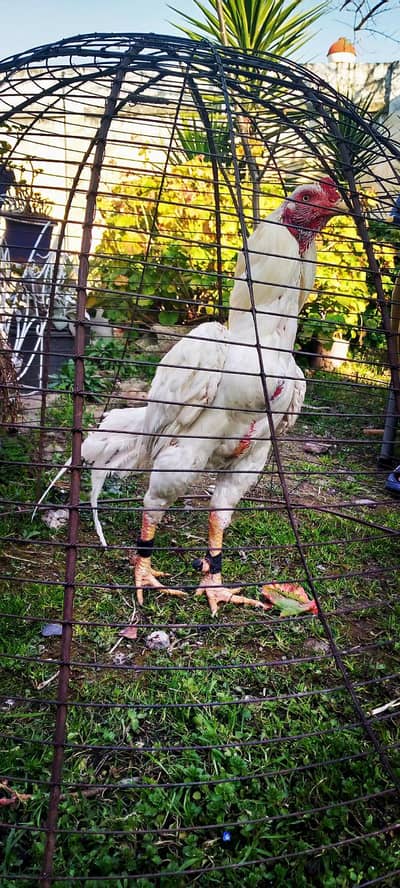 King mushka and Heera