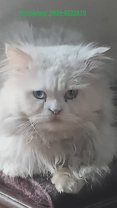 Persian Cat|Triple long coat|Punch Face|Blue Eyes available for Breed