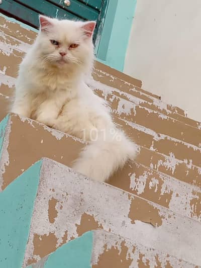 breeder female for 0304,636,27,27,,