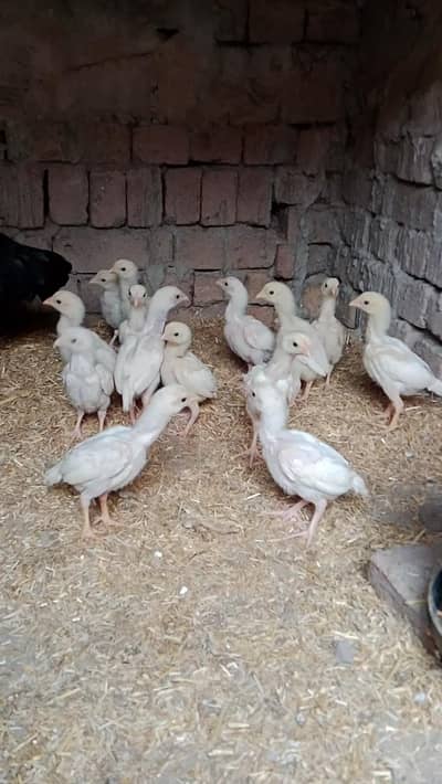 Heera chicks