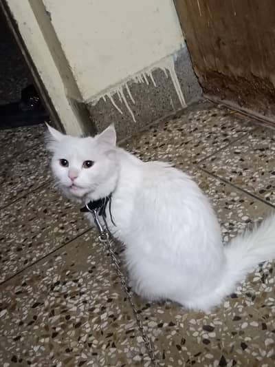 pershion Cat for sale White Colour