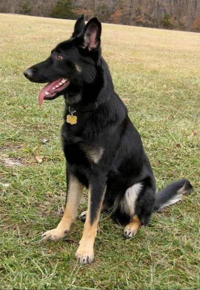 Germen shepherd working line Bi female