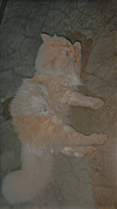 Male cat persian
