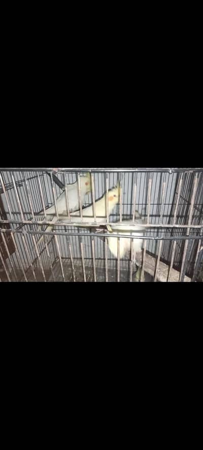 red eyes comn with breedr pair