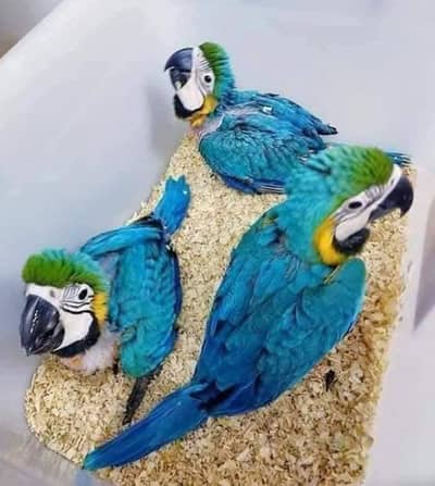 blue macaw parrot baby chief for sale. 03144646382