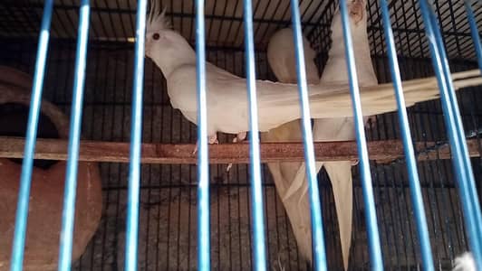 Eno red eyes cocktails