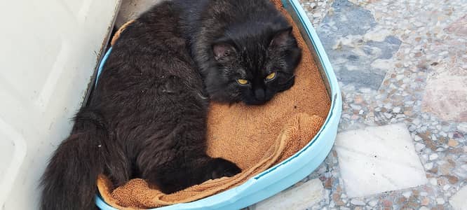 playful Persian males for sale