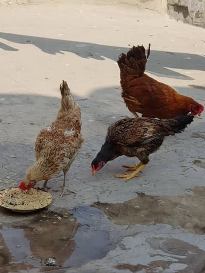 1 مرغیاں3   اور  مرغا