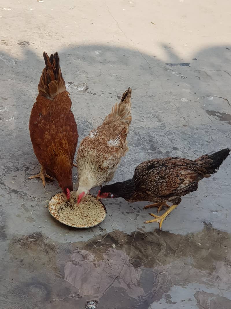 1 مرغیاں3   اور  مرغا 1