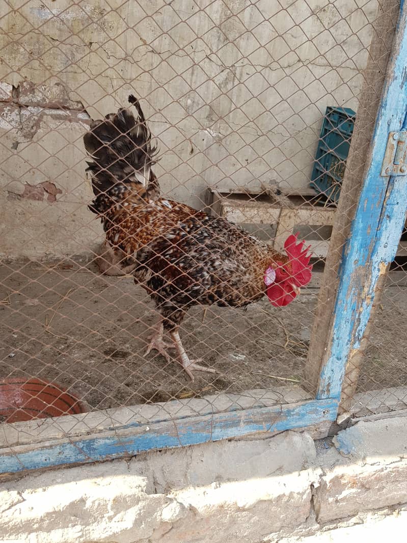 1 مرغیاں3   اور  مرغا 2