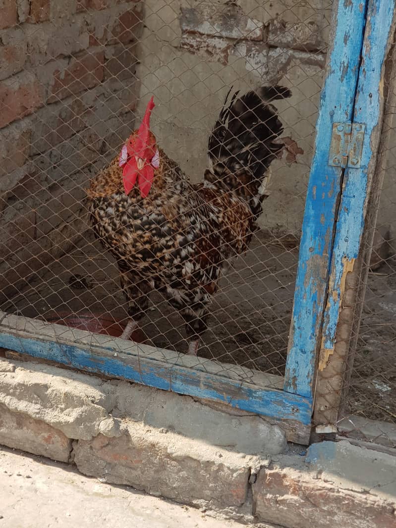 1 مرغیاں3   اور  مرغا 3