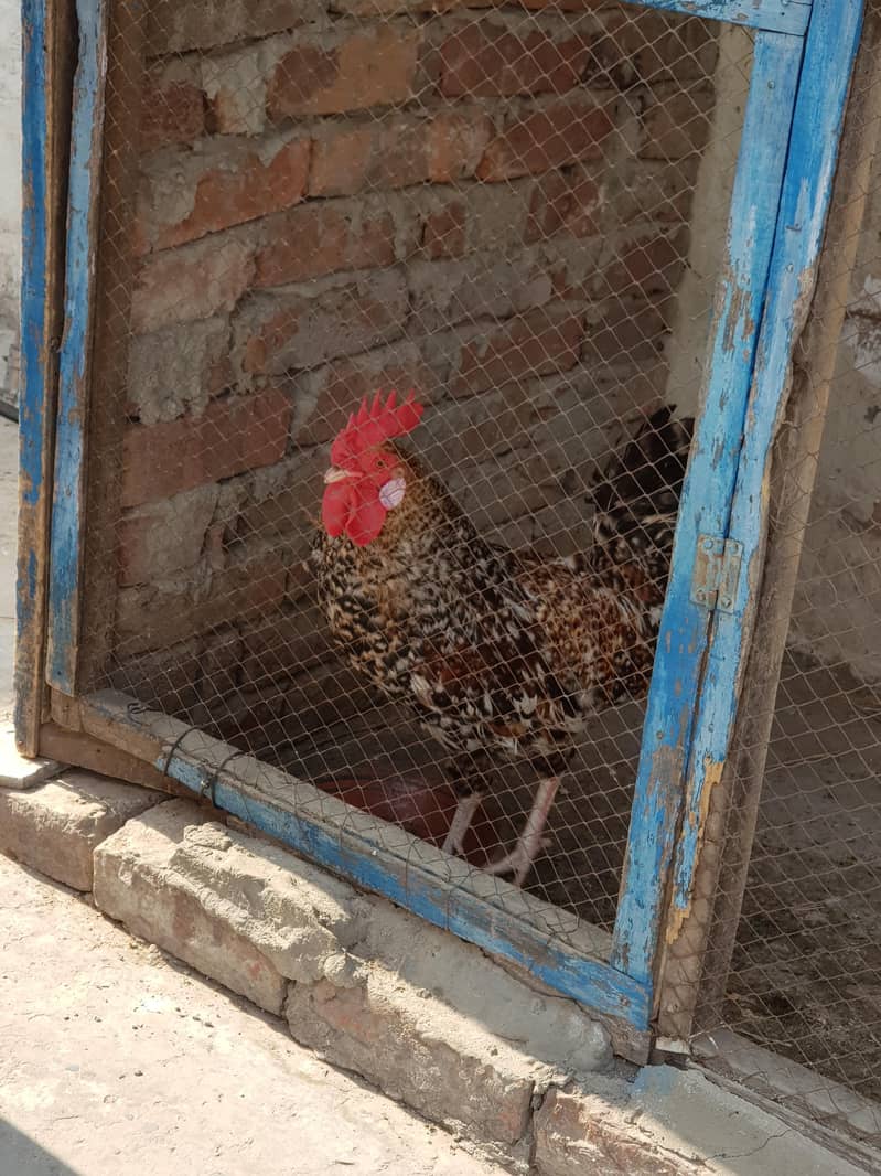 1 مرغیاں3   اور  مرغا 4