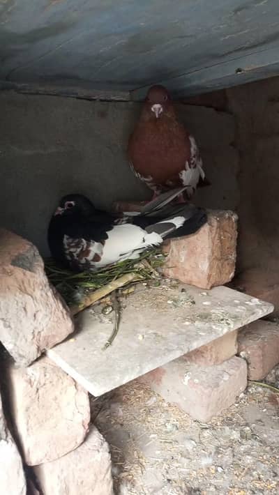 pigeon pair