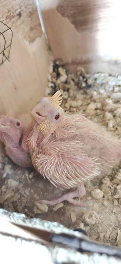 common white cocktails, cages