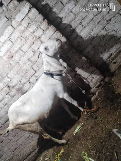 female goat with 2 male kids for sale