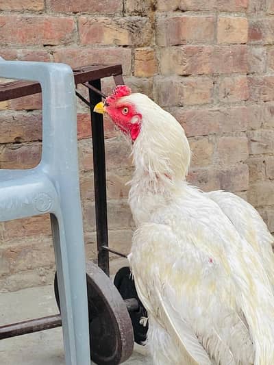 Home breed withe male