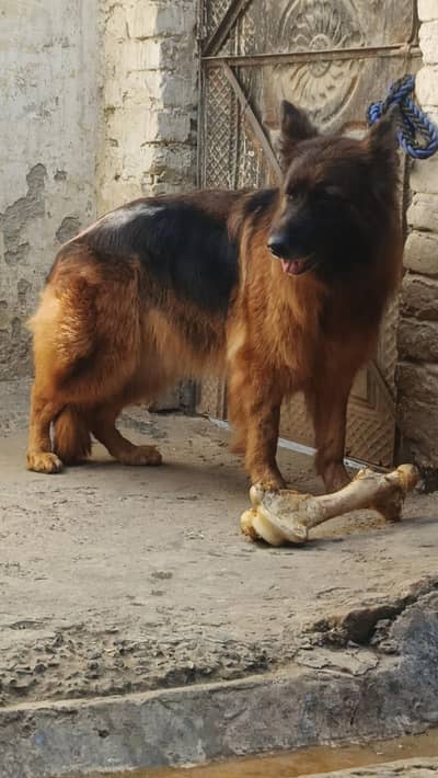 GSD Quality Female available