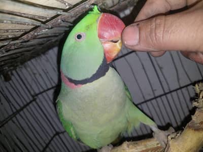 Talking parrot both male