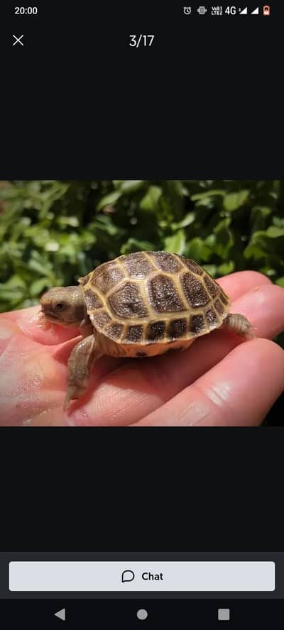 Russian miniature turtles