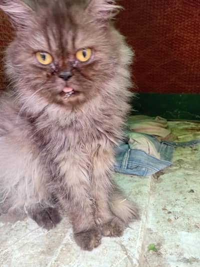 panch face female for sale