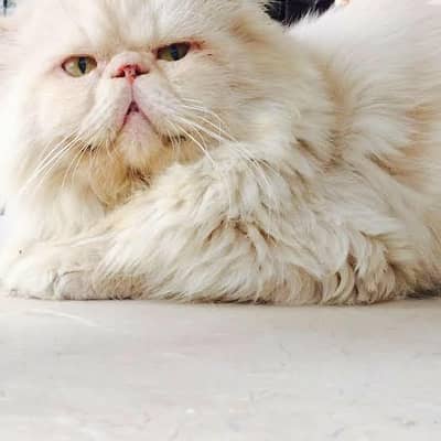Persian Piki Male cat for stud service