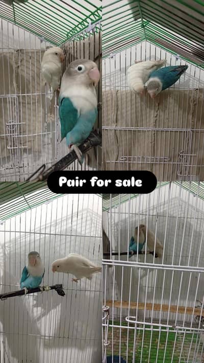 Love birds for sale