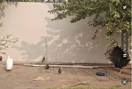 Peacock Ready to breed trio available