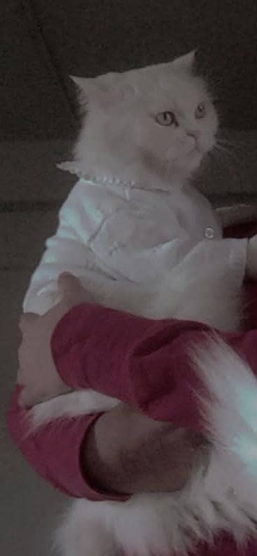 a Persian cat is for sale if you are intrusted call me