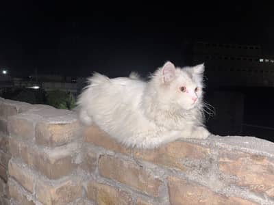 Persian Male Cat