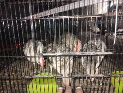 young and healthy murgiyan Hain