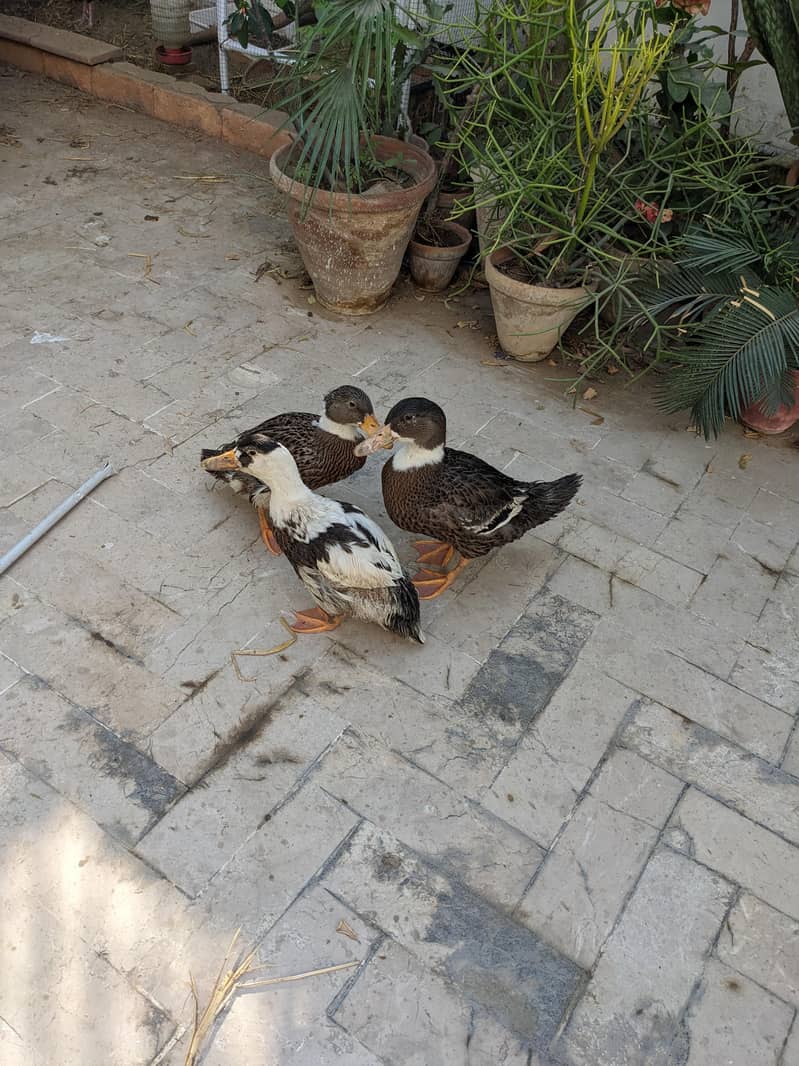 ducks 2