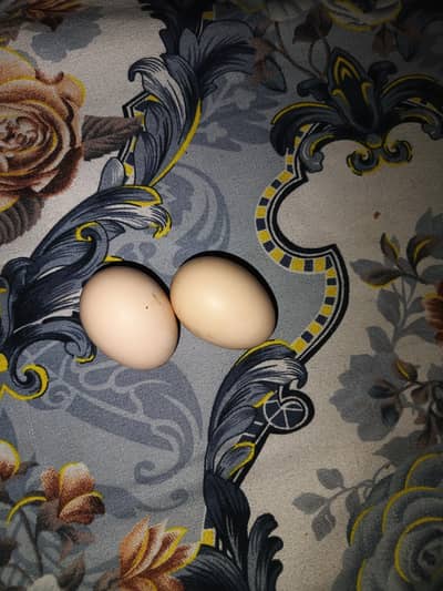 Aseel lakha and mushki murgi k ande h  fertile grantee