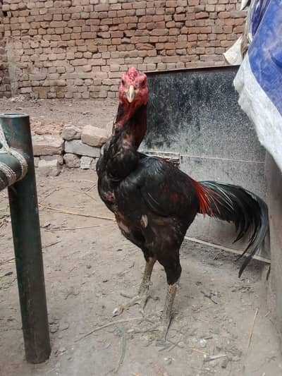 Pure Thai pokoya|Aseel pair|Chicks for sale|And 1 shamo cross|