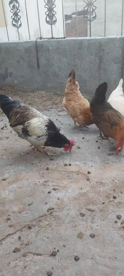 hens for sale