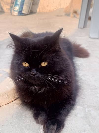 Jet black Persian male cat with yellow shining eyes